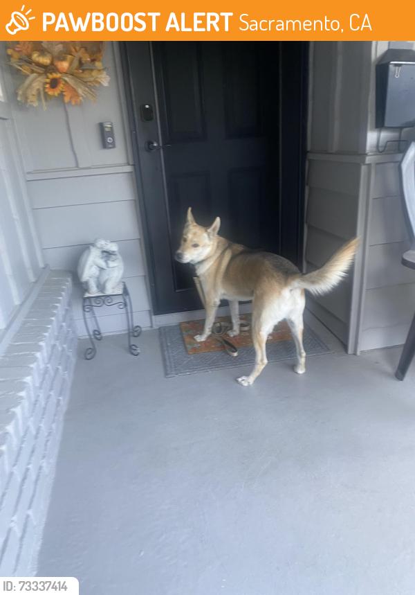 Found/Stray Female Dog last seen Cliffwood Way and Loyola Street, Sacramento, CA 95826