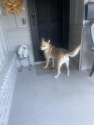 Found/Stray Female Dog last seen Cliffwood Way and Loyola Street, Sacramento, CA 95826