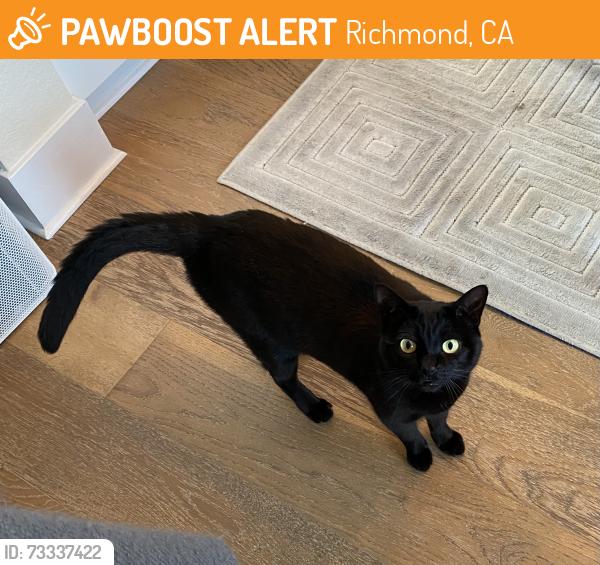 Found/Stray Female Cat last seen Spinnaker Way & Marina Bay Blvd, Richmond, CA 94804