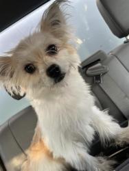 Shelter Stray Female Dog last seen Near, 2600 S Harding St, Indianapolis, IN 46221, USA