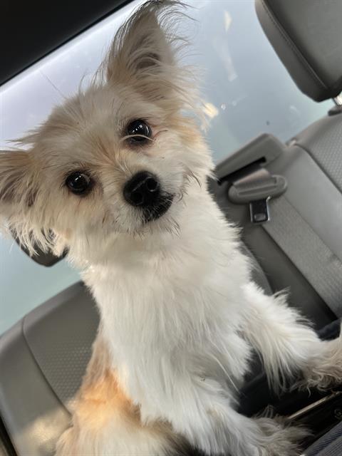 Shelter Stray Female Dog last seen Near, 2600 S Harding St, Indianapolis, IN 46221, USA