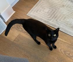 Found/Stray Female Cat last seen Spinnaker Way & Marina Bay Blvd, Richmond, CA 94804