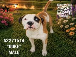 Shelter Stray Male Dog last seen , West Valley Animal Shelter, 20655 Plummer St, Chatsworth, CA 91311, USA