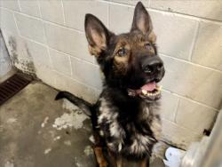 Shelter Stray Male Dog last seen , 11361 W Pico Blvd, Los Angeles, CA 90064, USA