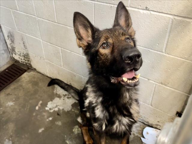Shelter Stray Male Dog last seen , 11361 W Pico Blvd, Los Angeles, CA 90064, USA