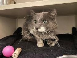 Shelter Stray Male Cat last seen Near BLOCK S DALE CT, DENVER CO 80219, 1241 W Bayaud Ave, Denver, CO 80223, USA