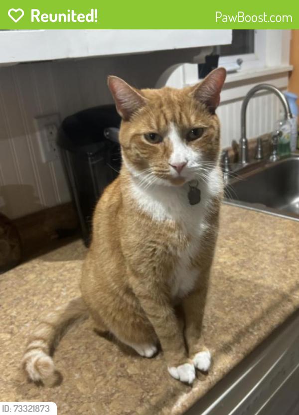 Reunited Male Cat last seen Vanderheyden and Hoyt intersection, Glens Falls, NY 12801