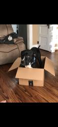 Reunited Male Dog last seen N Pavey Cir, Texas 77358, USA, Walker County, TX 77358