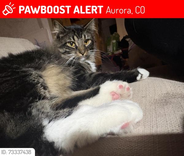Lost Male Cat last seen A Jasper st and E Kenyon, Aurora, CO 80013