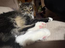 Lost Male Cat last seen A Jasper st and E Kenyon, Aurora, CO 80013