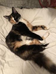 Lost Female Cat last seen Portofino drive, Lutz, FL 33559