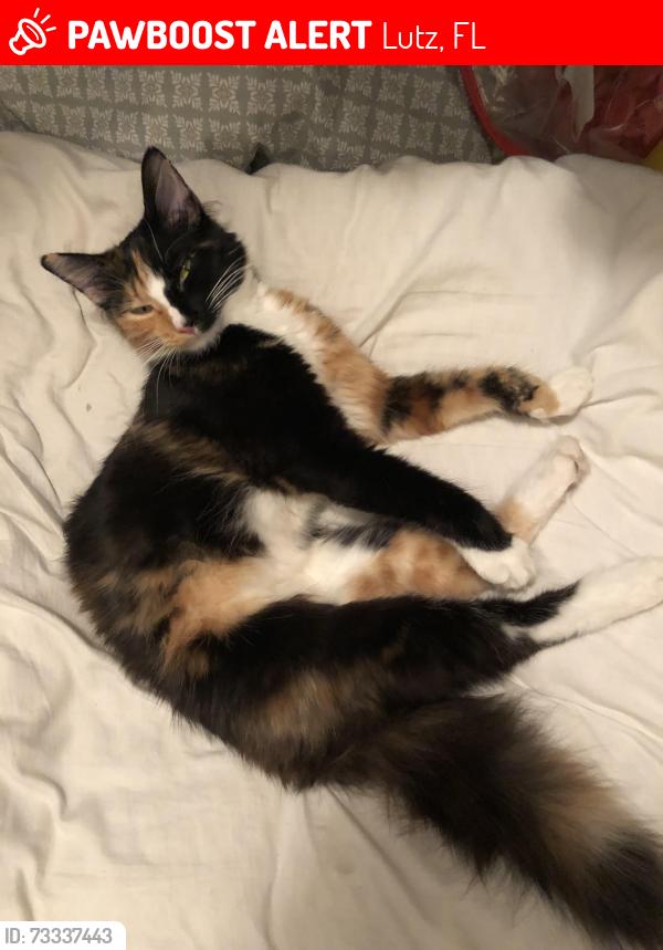 Lost Female Cat last seen Portofino drive, Lutz, FL 33559