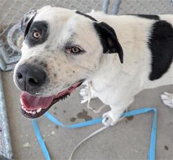 Shelter Stray Male Dog last seen Near BLOCK 7TH STANDARD RD, BAKERSFIELD CA 93314, 3951 Fruitvale Ave, Bakersfield, CA 93308, USA