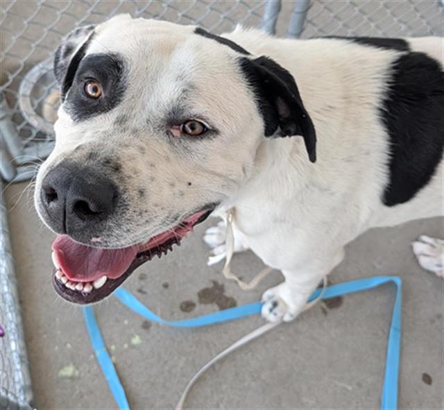 Shelter Stray Male Dog last seen Near BLOCK 7TH STANDARD RD, BAKERSFIELD CA 93314, 3951 Fruitvale Ave, Bakersfield, CA 93308, USA