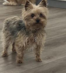Reunited Female Dog last seen Silverado Ranch, Las Vegas, NV 89101