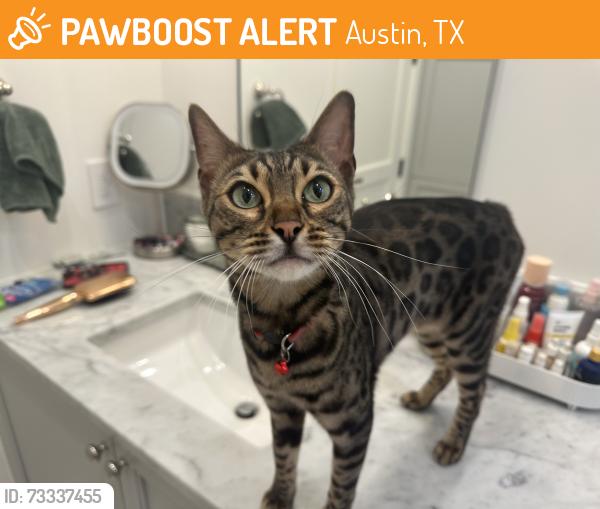 Found/Stray Unknown Cat last seen on pascal lane, Austin, TX 78746
