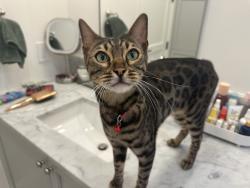 Found/Stray Unknown Cat last seen on pascal lane, Austin, TX 78746