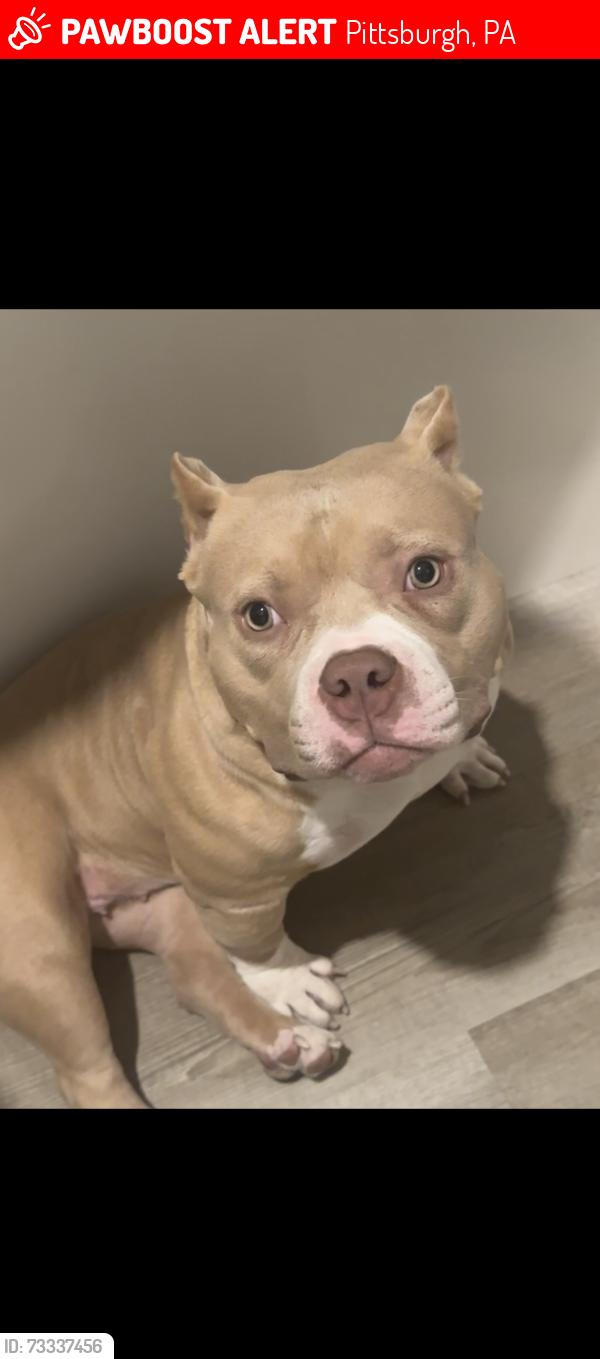 Lost Female Dog last seen Dollar general, Pittsburgh, PA 15210
