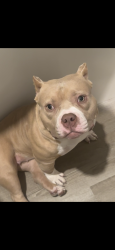 Lost Female Dog last seen Dollar general, Pittsburgh, PA 15210