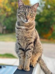 Reunited Male Cat last seen W Ford and S Kickapoo, Shawnee, OK 74801