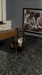 Reunited Female Dog last seen San Lorenzo, CA, USA, San Lorenzo, CA 94580