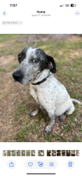 Lost Female Dog last seen Friendship rd Seneca sc, Seneca, SC 29678