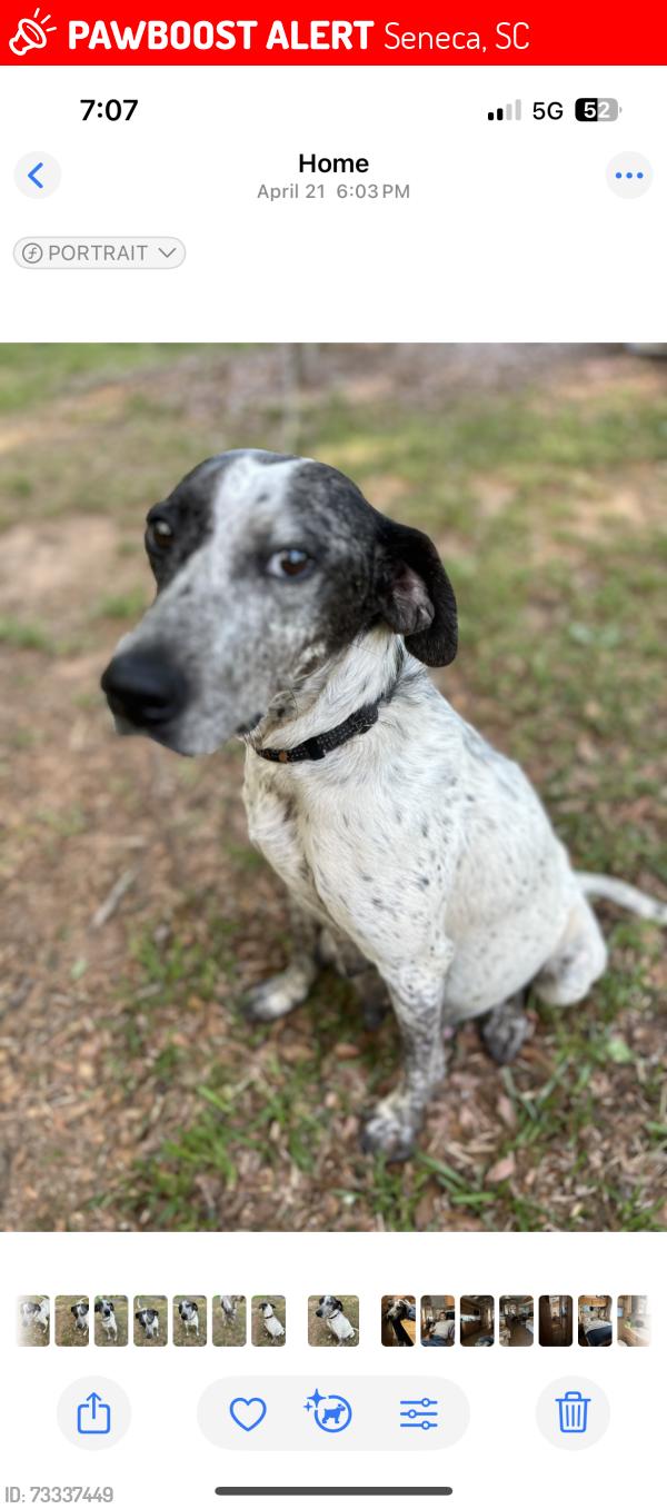 Lost Female Dog last seen Friendship rd Seneca sc, Seneca, SC 29678