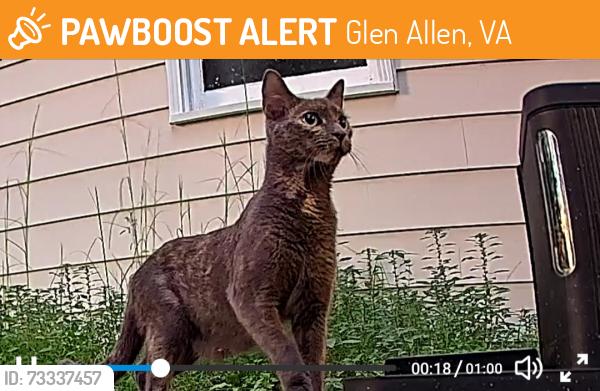 Found/Stray Female Cat last seen Bluebell Ct & Bluebell Dr, Glen Allen, VA 23060