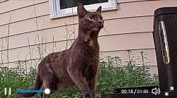 Found/Stray Female Cat last seen Bluebell Ct & Bluebell Dr, Glen Allen, VA 23060