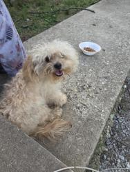 Found/Stray Male Dog last seen Glenway and Woodlawn, Cincinnati, OH 45238