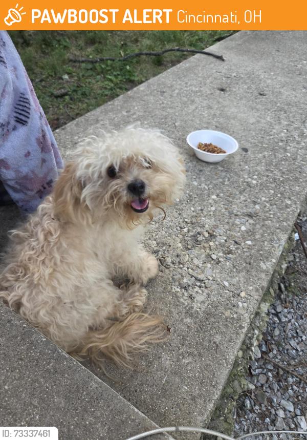Found/Stray Male Dog last seen Glenway and Woodlawn, Cincinnati, OH 45238