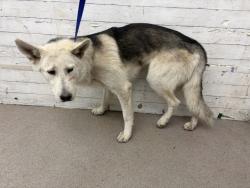 Shelter Stray Male Dog last seen Near BLOCK 1/2 EAST F ST, 333 Chandler Pl, San Bernardino, CA 92408, USA