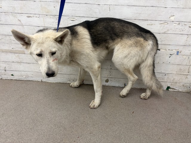 Shelter Stray Male Dog last seen Near BLOCK 1/2 EAST F ST, 333 Chandler Pl, San Bernardino, CA 92408, USA