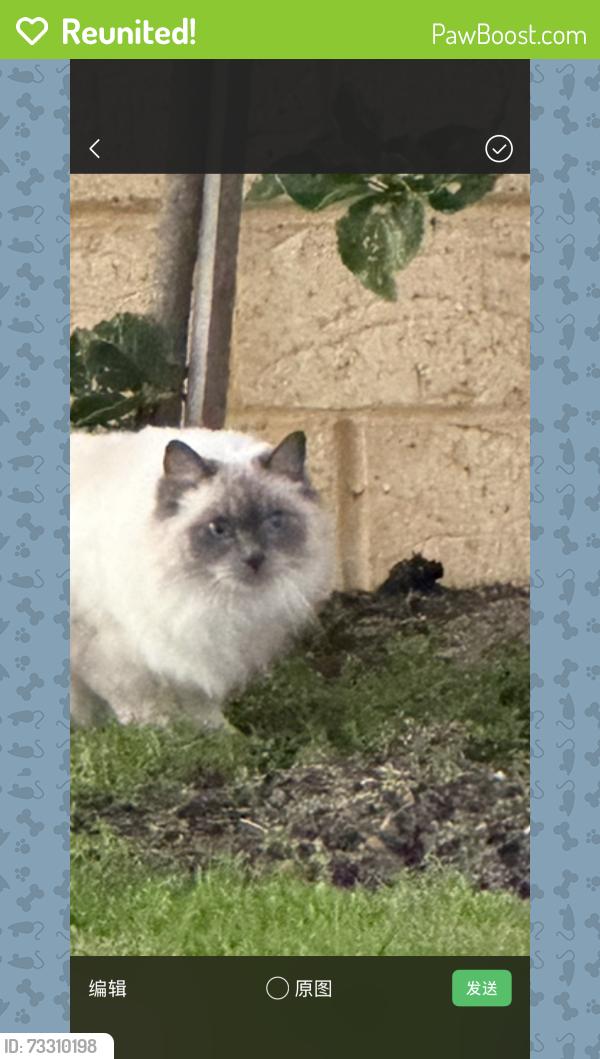 Reunited Unknown Cat last seen Close to 21 narrung way, Nollamara, WA 6061