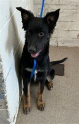 Shelter Stray Female Dog last seen MUSCUPIABE & HIGHLAND, 333 Chandler Pl, San Bernardino, CA 92408, USA