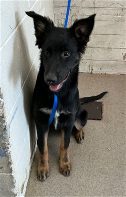 Shelter Stray Female Dog last seen MUSCUPIABE & HIGHLAND, 333 Chandler Pl, San Bernardino, CA 92408, USA
