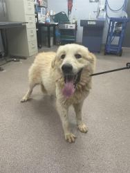 Shelter Stray Female Dog last seen WASHBURN SWITCH, 1601 Airport Rd, Shelby, NC 28150, USA