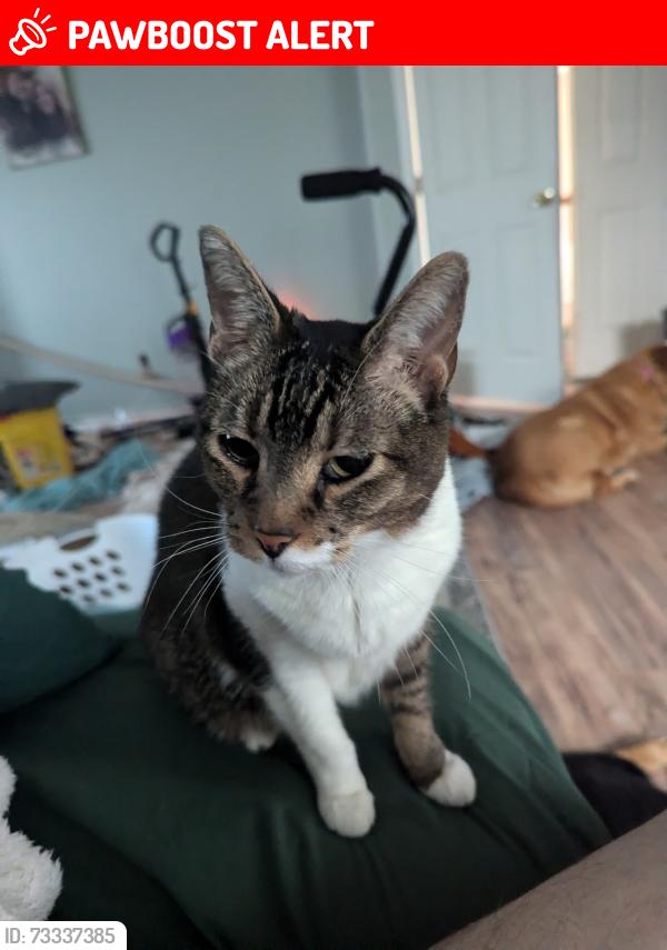 Lost Female Cat last seen Lyndhurst Dr & Peterson Rd, Colorado Springs, CO 80922