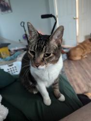 Lost Female Cat last seen Lyndhurst Dr & Peterson Rd, Colorado Springs, CO 80922