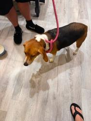 Reunited Female Dog last seen Jonesville re, Simpsonville, SC 29681
