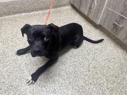 Shelter Stray Male Dog last seen Near BLOCK S ACADEMY BLVD, COLORADO SPRINGS CO 80910, 610 Abbot Ln, Colorado Springs, CO 80905, USA