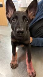 Shelter Stray Female Dog last seen PALM AVE, HEMET CA 92544, 581 S Grand Ave, San Jacinto, CA 92582, USA