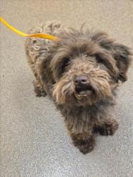 Shelter Stray Male Dog last seen Near BLOCK E ENGLISH CT, DERBY KS 67037, 3303 N Hillside St, Wichita, KS 67219, USA