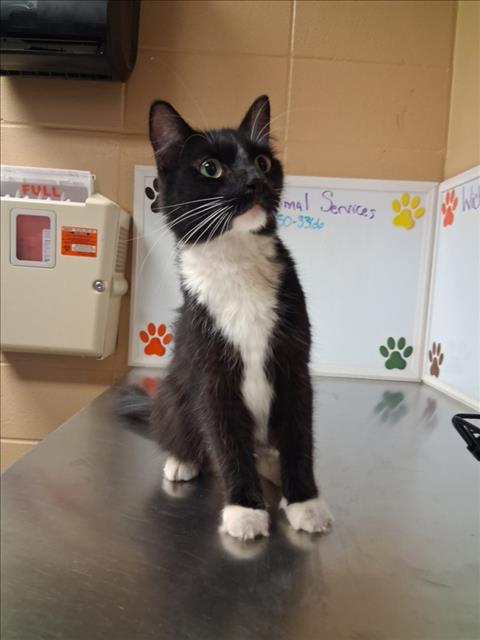 Shelter Stray Female Cat last seen Near BLOCK E ROSE LN, WICHITA KS 67207, 3303 N Hillside St, Wichita, KS 67219, USA