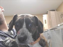 Shelter Stray Male Dog last seen Near BLOCK E KINKAID AVE, WICHITA KS 67211, 3303 N Hillside St, Wichita, KS 67219, USA