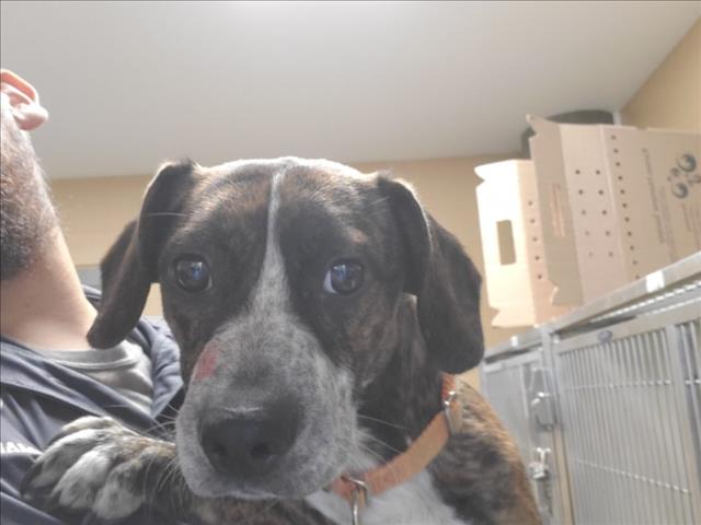 Shelter Stray Male Dog last seen Near BLOCK E KINKAID AVE, WICHITA KS 67211, 3303 N Hillside St, Wichita, KS 67219, USA