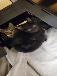 Shelter Stray Unknown Cat last seen Near BLOCK N FAIRVIEW AVE, WICHITA KS 67203, 3303 N Hillside St, Wichita, KS 67219, USA