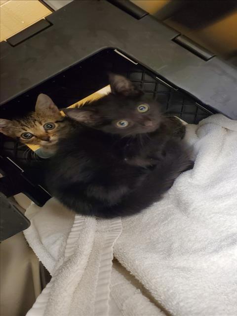 Shelter Stray Unknown Cat last seen Near BLOCK N FAIRVIEW AVE, WICHITA KS 67203, 3303 N Hillside St, Wichita, KS 67219, USA