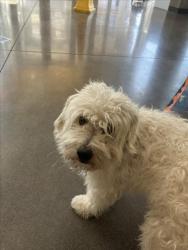 Shelter Stray Male Dog last seen Near BLOCK E RAINI RD, MCCONNELL AFB KS 67221, 3303 N Hillside St, Wichita, KS 67219, USA