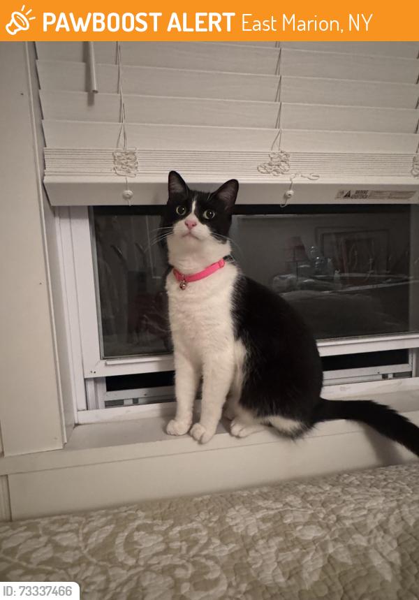 Found/Stray Female Cat last seen Rabbit Lane & Bay Avenue, East Marion, NY 11939